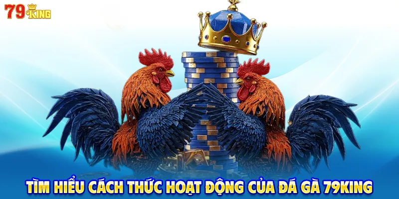 Tìm hiểu cách thức hoạt động của đá gà 79KING